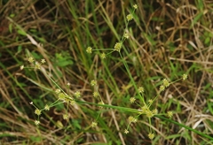 Juncus megacephalus