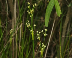 Juncus megacephalus