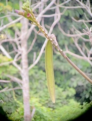 Oroxylum indicum