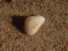 Striarca pisolina