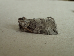 Euthyatira semicircularis