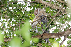 Tyto novaehollandiae