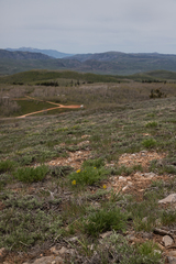 Lomatium graveolens