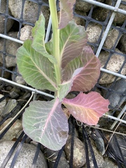 Brassica oleracea capitata