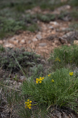 Lomatium graveolens