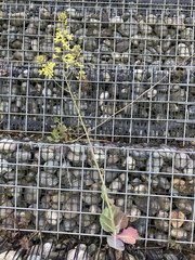 Brassica oleracea capitata