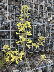 Brassica oleracea capitata