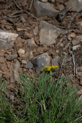 Lomatium graveolens