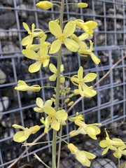 Brassica oleracea capitata
