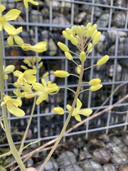 Brassica oleracea capitata