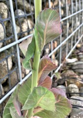 Brassica oleracea capitata