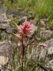 Castilleja elata