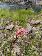 Castilleja elata