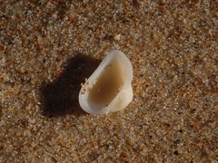 Striarca pisolina