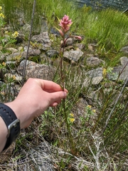 Castilleja elata