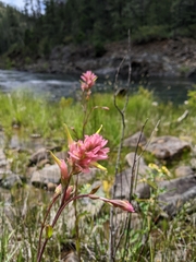 Castilleja elata