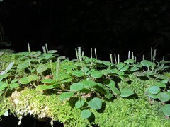 Peperomia serpens