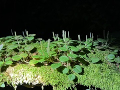 Peperomia serpens