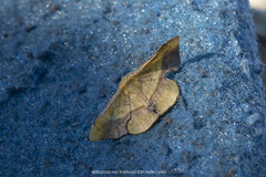 Fascellina plagiata