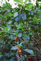 Coprosma waimeae