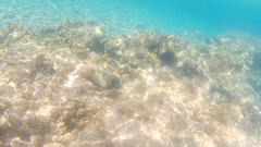 Pomacanthus imperator