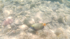 Pomacanthus imperator