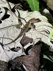 Anolis lineatopus
