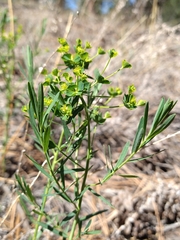 Euphorbia lurida