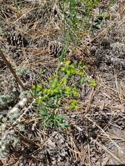 Euphorbia lurida