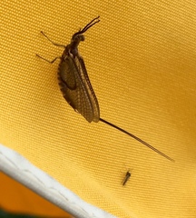 Hexagenia bilineata