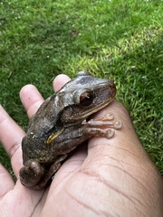 Osteopilus ocellatus