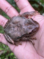Osteopilus ocellatus