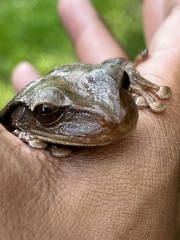 Osteopilus ocellatus