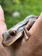 Osteopilus ocellatus