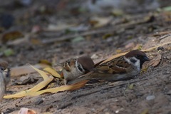 Passer montanus