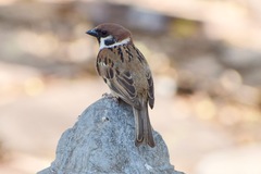 Passer montanus