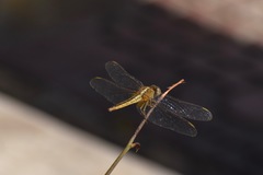 Crocothemis servilia
