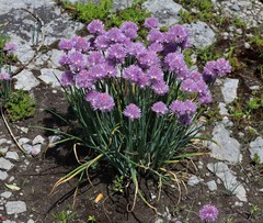 Allium schoenoprasum