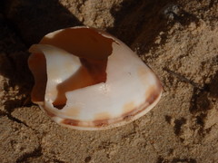 Phalium bandatum