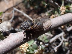 Okanagana schaefferi
