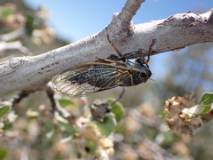 Platypedia putnami lutea