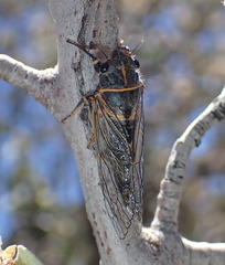 Platypedia putnami lutea