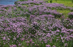 Allium schoenoprasum