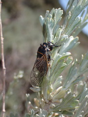 Neoplatypedia constricta