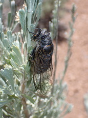 Okanagana schaefferi