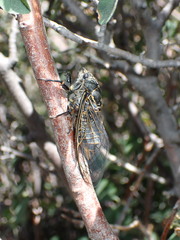 Okanagana schaefferi