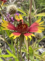 Dianthidium curvatum