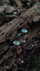 Mycena cyanocephala