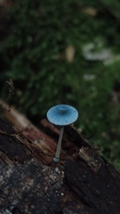 Mycena cyanocephala
