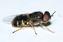 Odontomyia pubescens